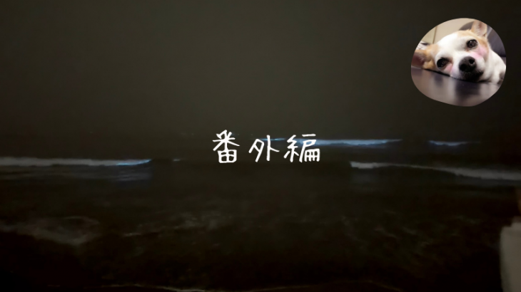 夜光虫！？