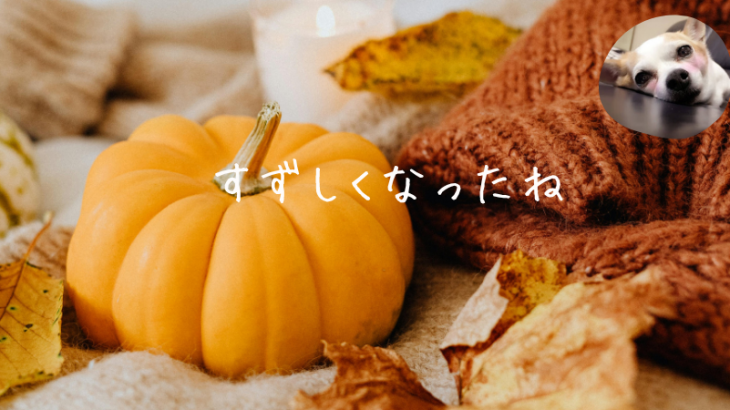涼しくなったね🍂