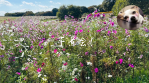 彩湖・道満グリーンパーク BBQガーデン