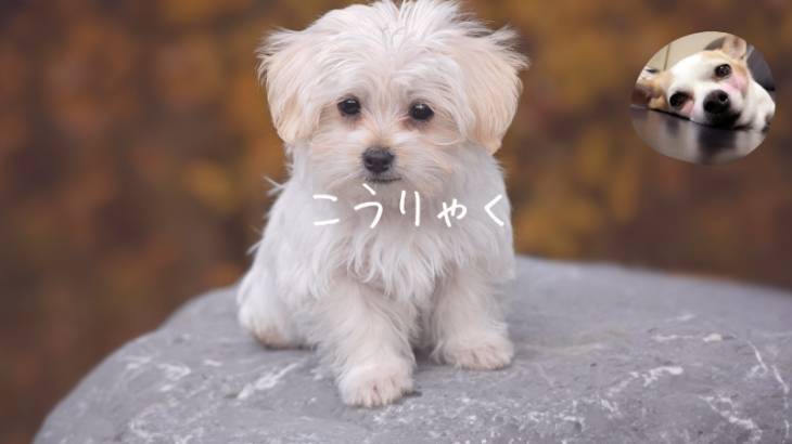 彩湖・道満グリーンパークBBQガーデンの攻略本✨